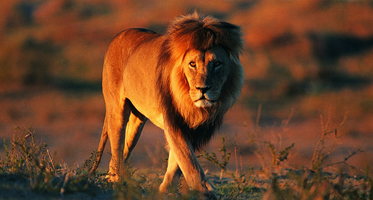 Kill or be Killed: Rules of the Brand Jungle